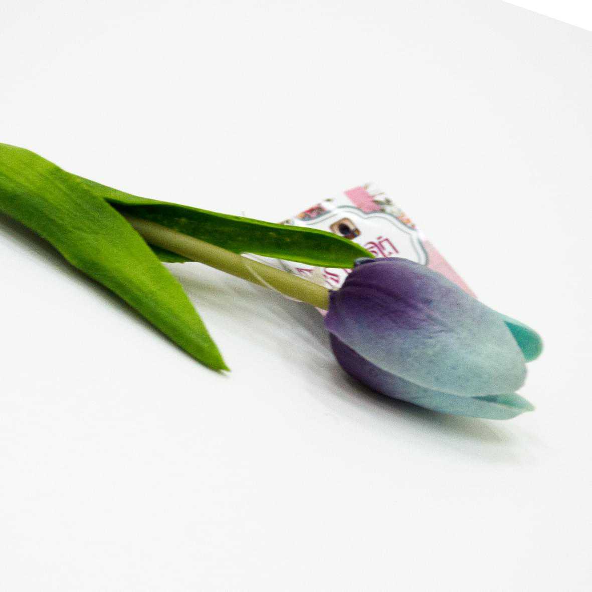 Tulip flowers are purple and blue